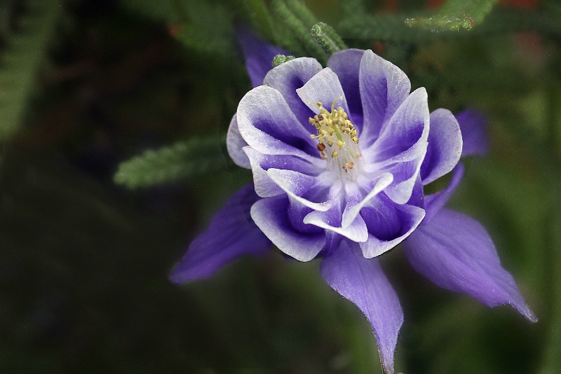 columbine