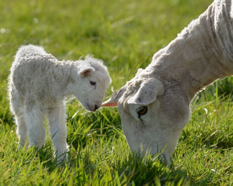 Lamb Watching Ewe