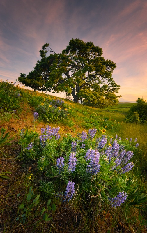 Columbia Hills