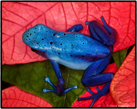 Blue Dart Frog