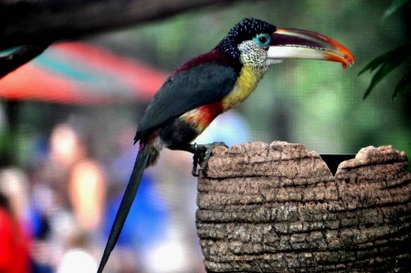 Curl Crested Aracari