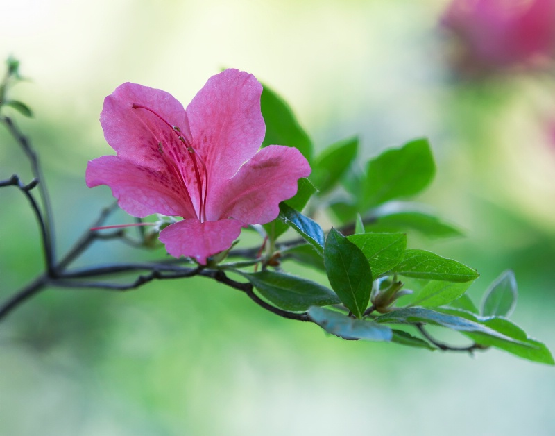 Pink Azalea