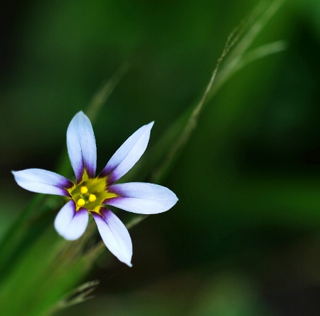 ~ Purple ~ Gold ~ White ~