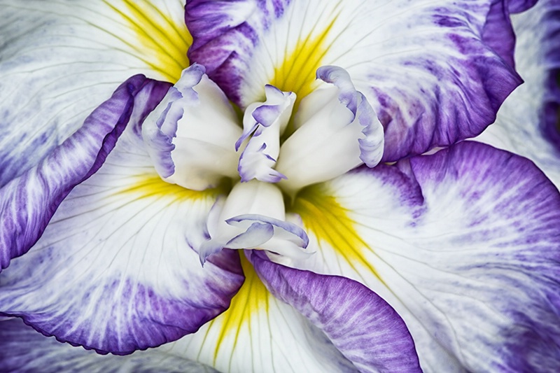 The Heart of the Iris