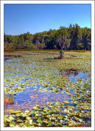 Lilly Pond