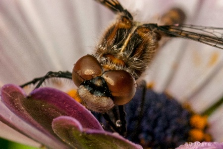 Dragonfly Portrait