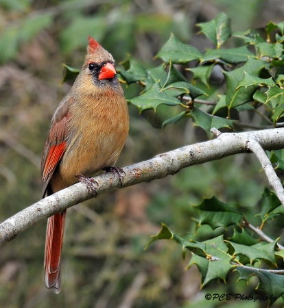 Mama Cardinal