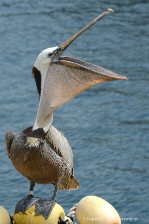 Pelican