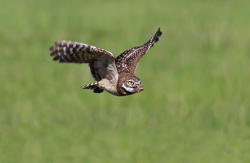 Burrowing Owl W/Bug