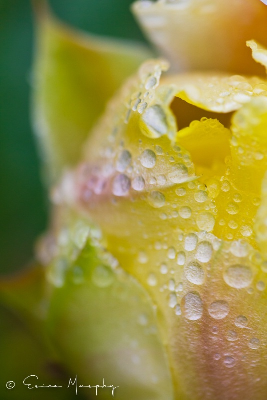 Colorful Dew Drops