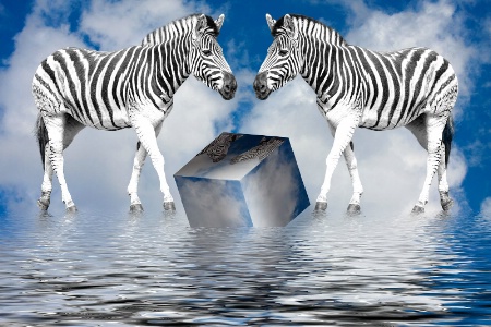 The Zebra Dance