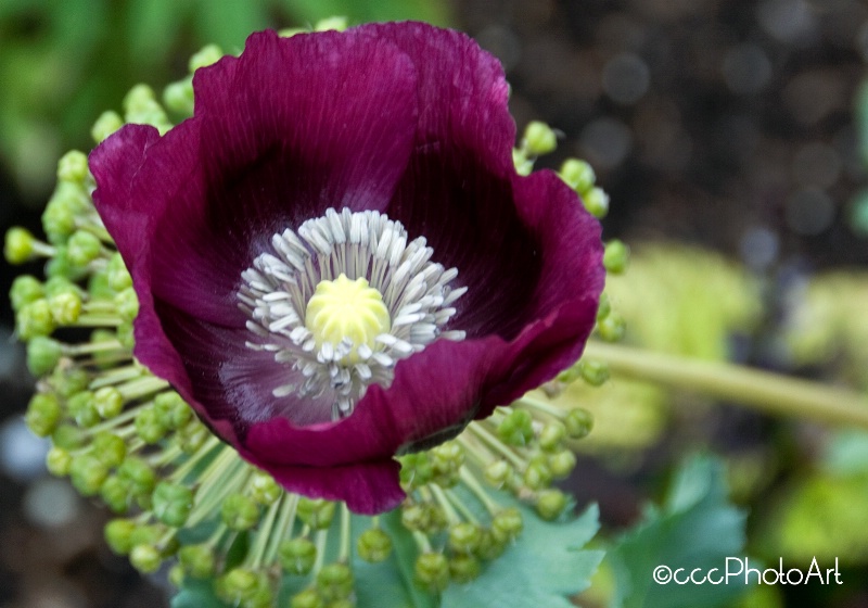 Plum Poppy