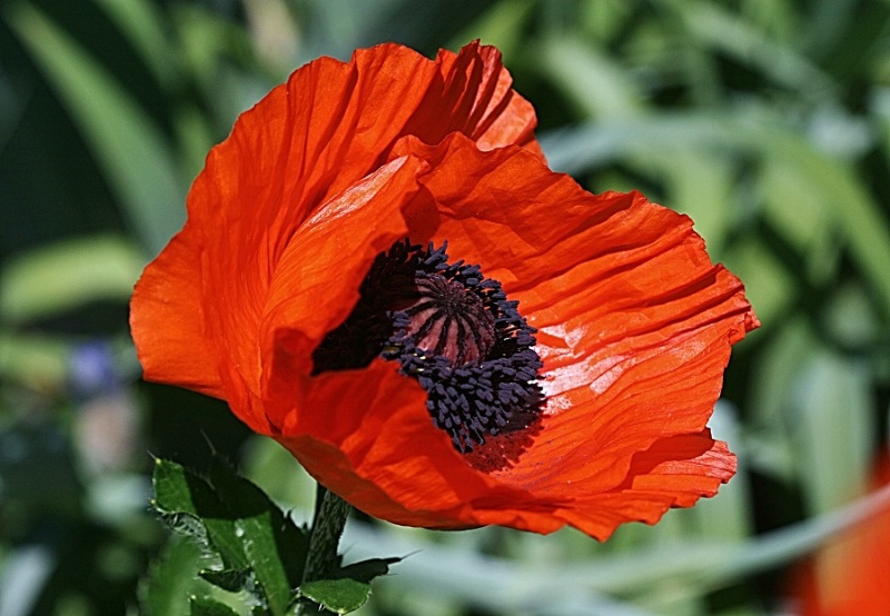 The Poppy