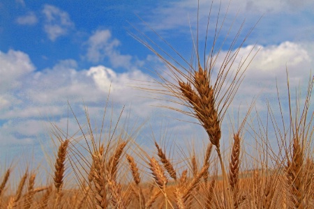 ~ UNDER MY KANSAS SKY ~