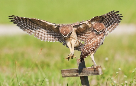 Close Landing