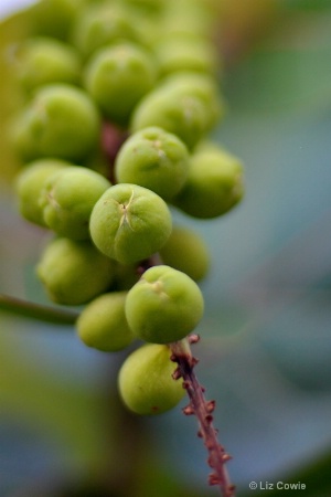 Bunch of Grapes