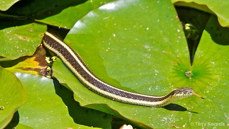 Snake on a Lilly Pad