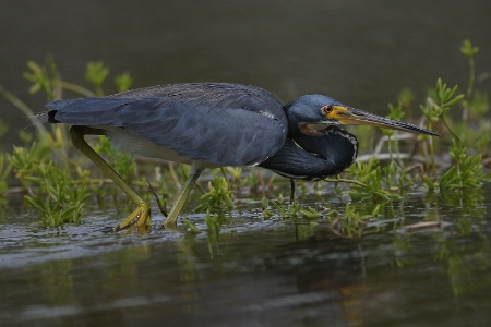 Louisiana Heron