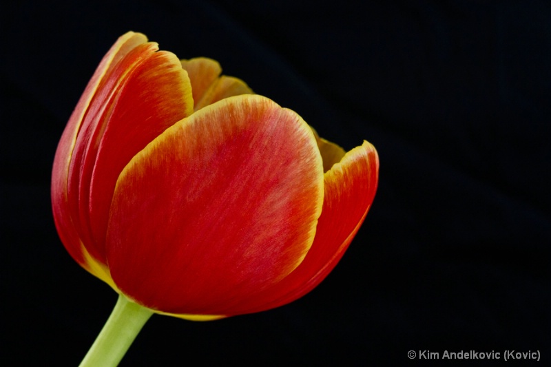 Tulip Beauty