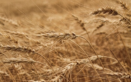 ~ GOLDEN WHEAT ~