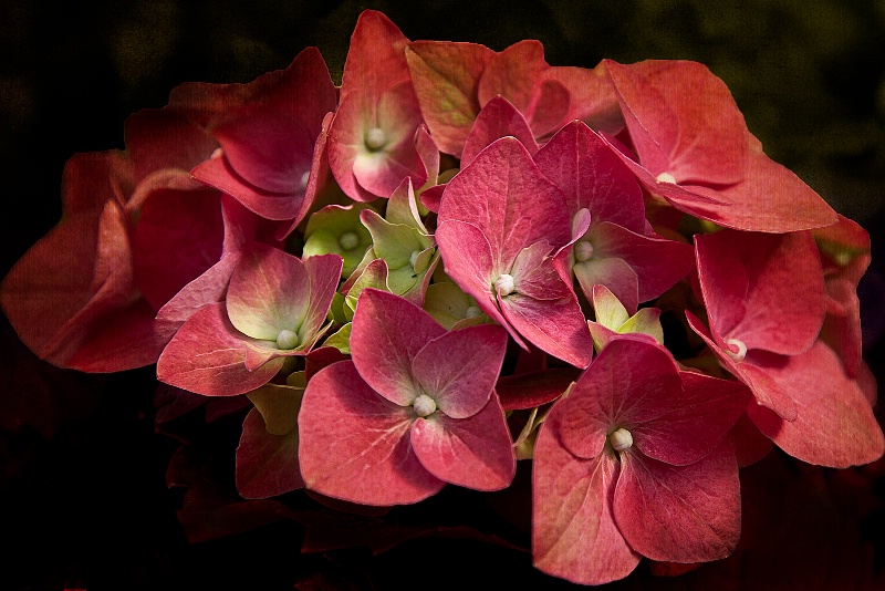 Layered Hydrangeas