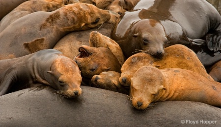 California Sea Lions