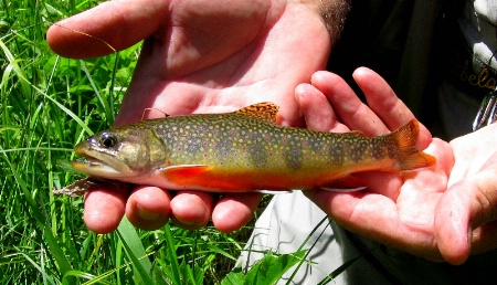 Black Hills "Brook Trout"