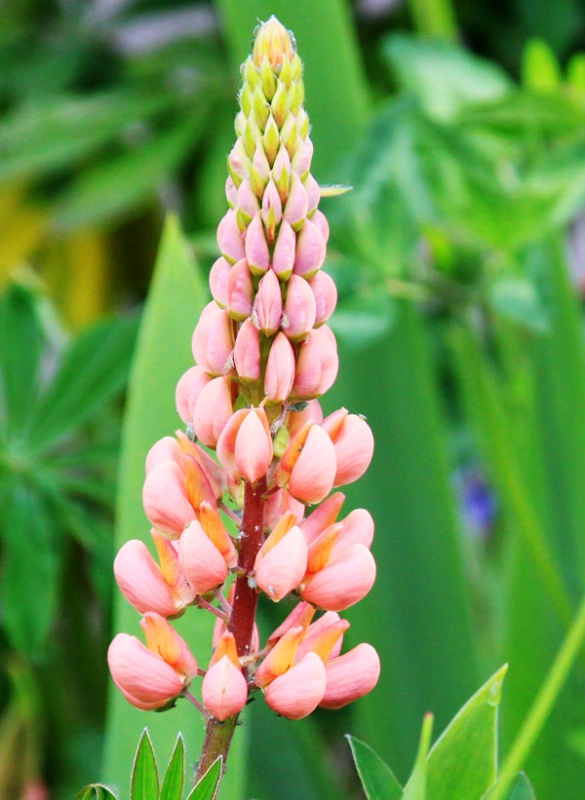 Roadside Wildflowers 1 - Pink Lupine - EP