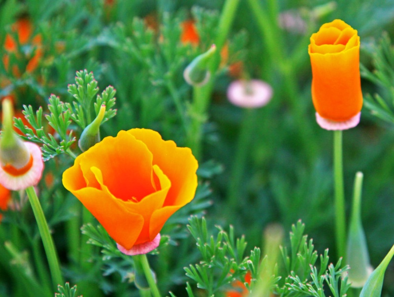 California Poppy Buds - EP