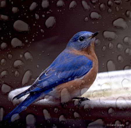 Blue Bird