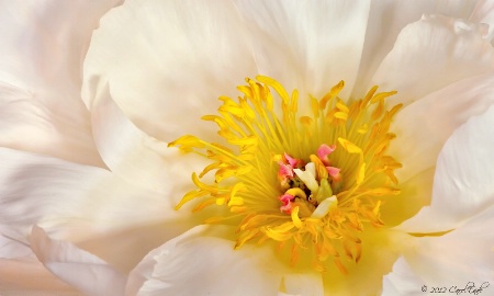 Paeonia