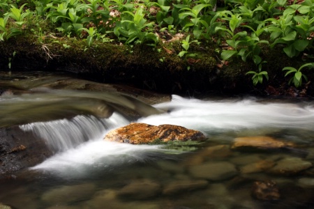 Spring Cascade