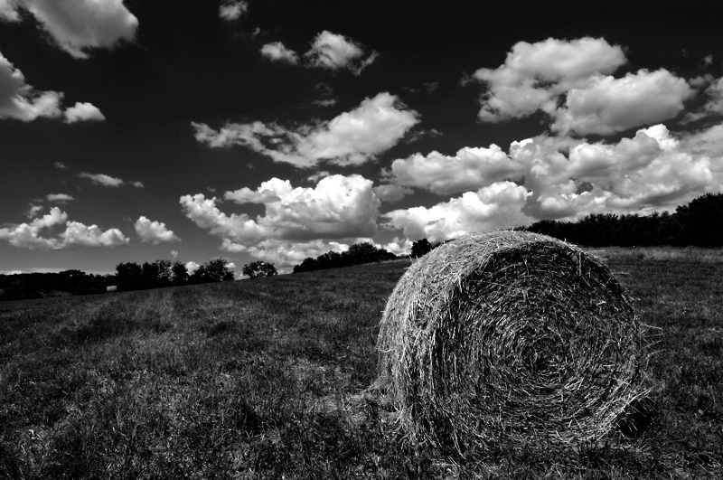 Pasture Bedtime