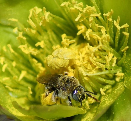 Lathered in pollen