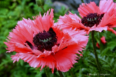 Fringed Poppy