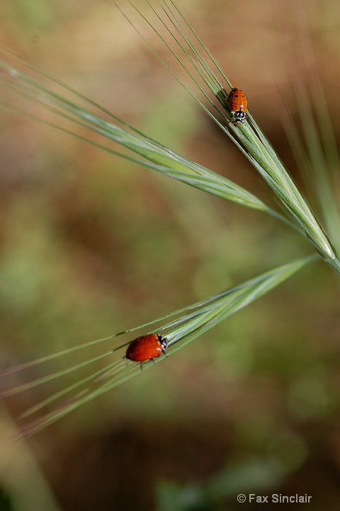 2 Ladybugs 