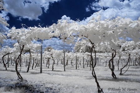 Arch of Vines 2 IR converted