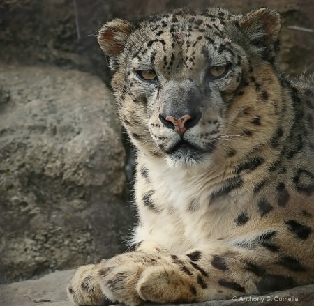 Snow Leopard