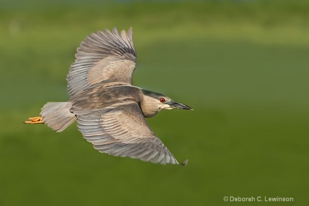 Black Crowned Night Heron