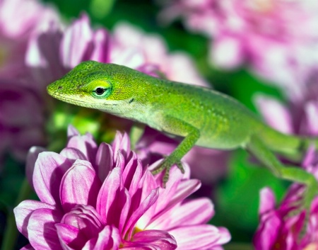 Green Anole              060812