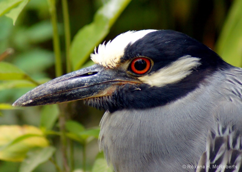 Yellow-crowned Night Heron