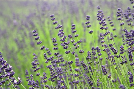 Lavendar Field