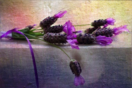 Lavender on Ledge