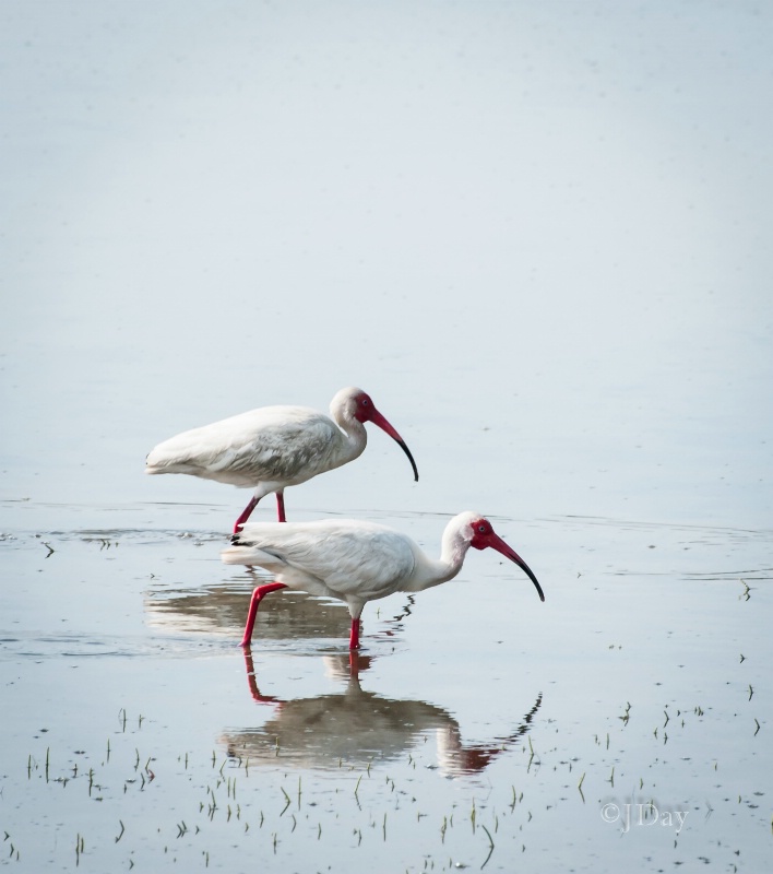 White Ibis