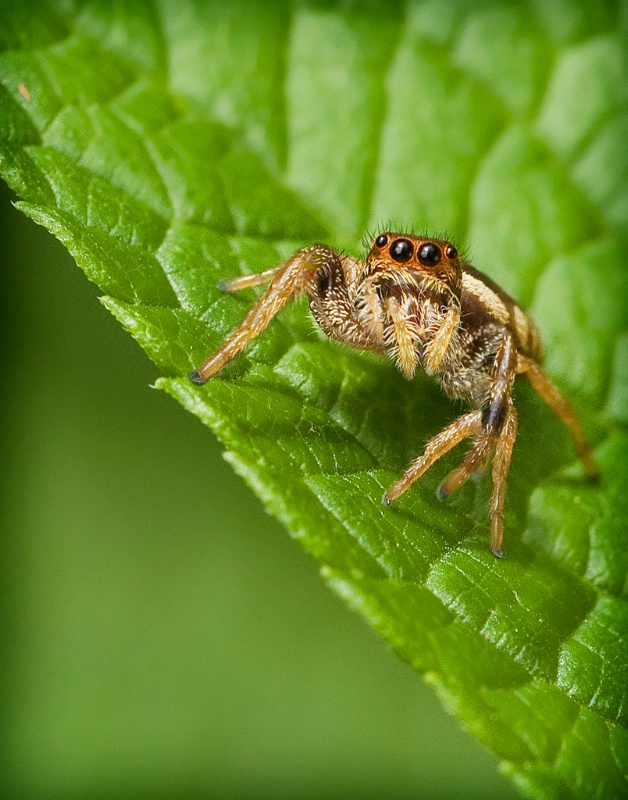 Itsy Bitsy Spider