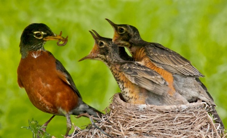 Chow Time