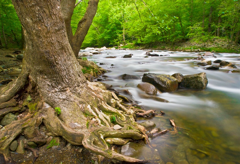 Woods and Water