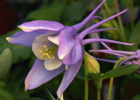 Columbine