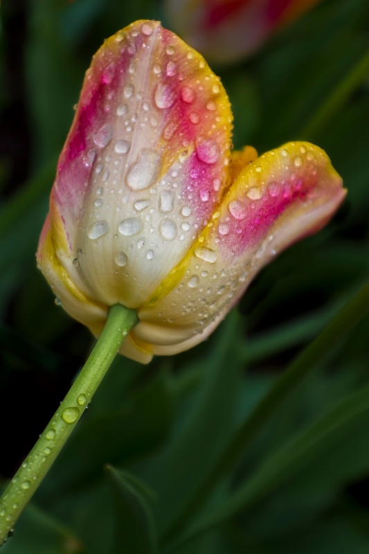 Showered Tulip