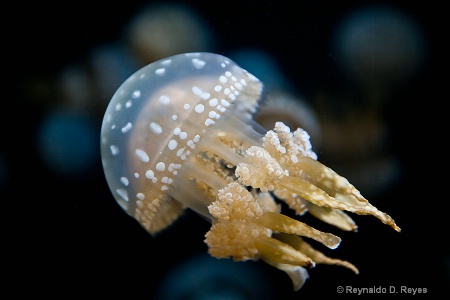 Spotted Jelly